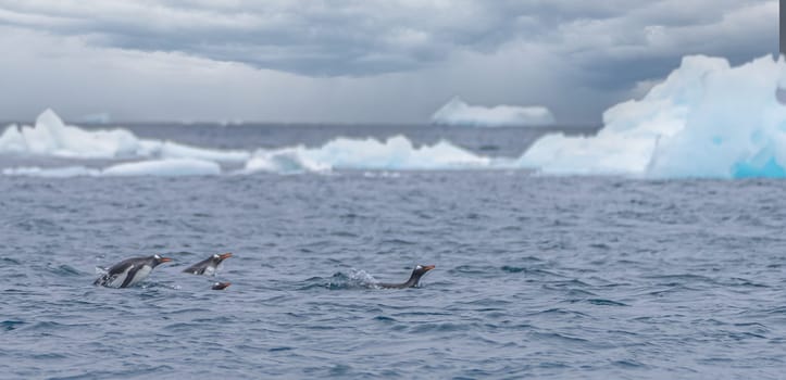 Gentoo penguin (Pygoscelis papua) swimming in blue water on Half Moon Island in the South Shetland Islands off Antarctica