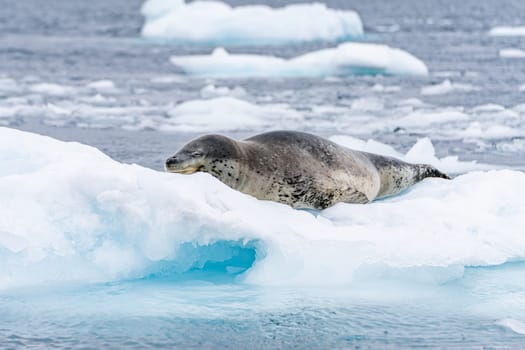 Leopard seal (Hydrurga leptonyx) on an ice floe in Cierva Cove a quiet bay on the Antarctic Peninsula