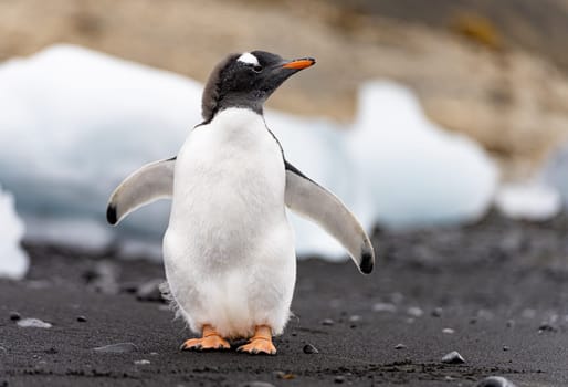 Gentoo penguin (Pygoscelis papua) on Half Moon Island in the South Shetland Islands off Antarctica