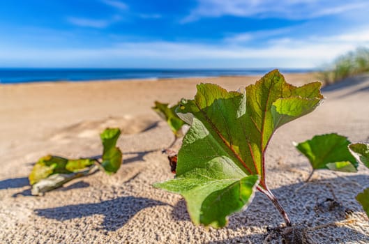 dreamlike, empty baltic sea beach on the island Usedom near Zinnowitz with blue sky