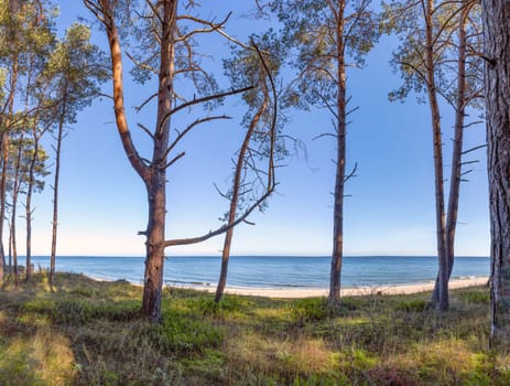dreamlike white sandy beach - view through the dune forest to the Baltic Sea between Zinnowitz and Zempin on the island of Usedom