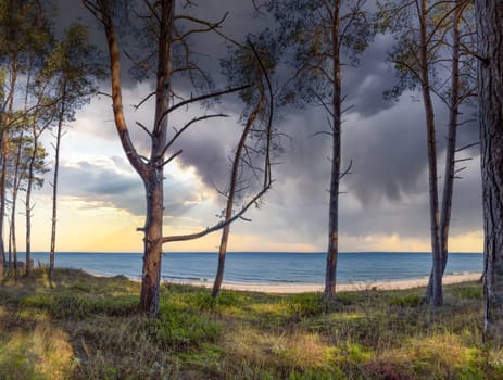 dreamlike white sandy beach - view through the dune forest to the Baltic Sea between Zinnowitz and Zempin on the island of Usedom