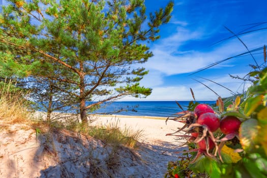 dreamlike, empty baltic sea beach on the island Usedom near Zinnowitz with blue sky