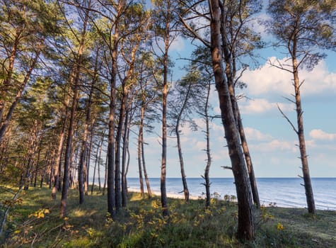 dreamlike white sandy beach - view through the dune forest to the Baltic Sea between Zinnowitz and Zempin on the island of Usedom