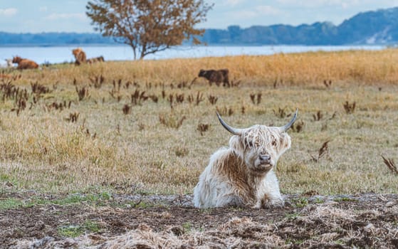 one brown Scottish Highland cattle in a pasture on the Cosim peninsula at Achtwasser (Usedom Island)