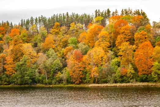 Colorful autumn trees on the background of Lake Asveja, Dubingiai, Lithuania.