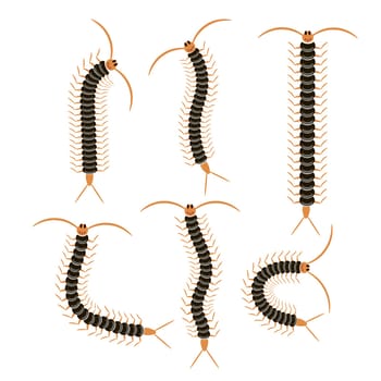 Black Cartoon Scolopendra Isolated on White Background. Giant Sentipede Animal Icon.