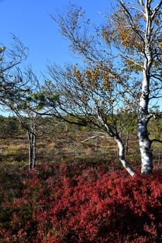 The Black Moor in the Bavarian Rhön