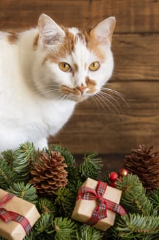 Red and white cat near green fir twigs, Christmas decorations, pine cones and wrapped gift boxes near wooden wall, close up. Christmas or New Year Holiday atmosphere scene with pet