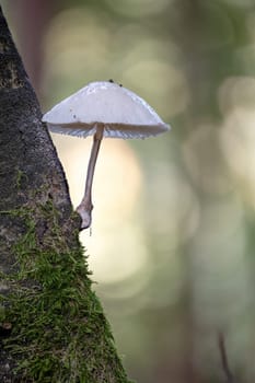 Small white milking bonnet mushroom grows diagonally from a dark branch against a blurred background