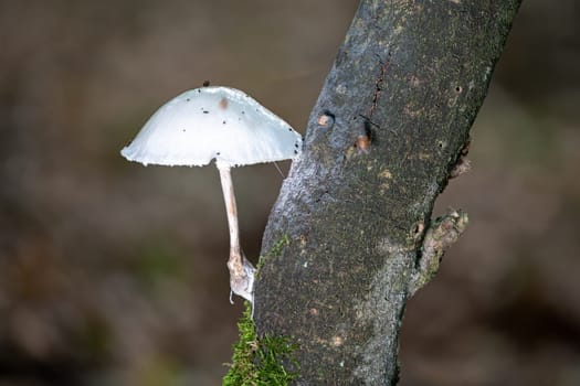 Small white milking bonnet mushroom grows diagonally from a dark branch against a blurred background