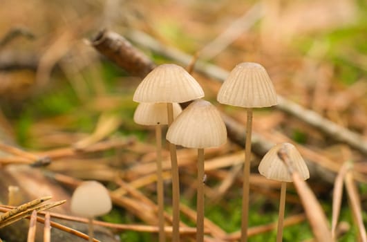a group of filigree small mushrooms, on the forest floor in soft light. Macro shot from nature