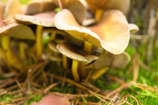 a group of filigree small mushrooms, on the forest floor in soft light. Macro shot from nature
