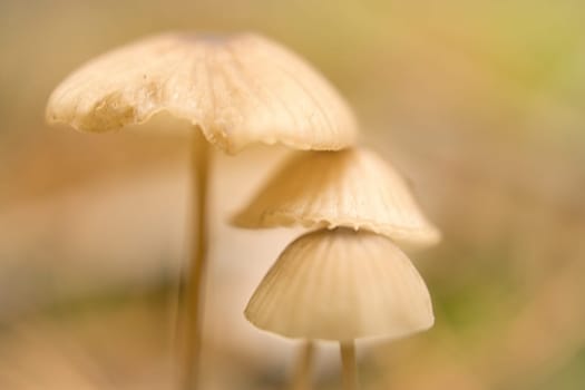 a group of filigree small mushrooms, on the forest floor in soft light. Macro shot from nature
