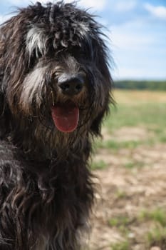 Portrait of a Goldendoodle dog. Fluffy, curly, long, black light brown fur. Intimate family dog. Interested look in nature. Animal photo of a dog