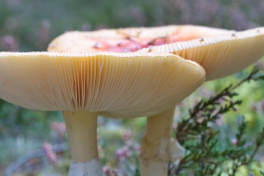 Toadstool, blurred and dreamy, in a heather field in the forest. Poisonous mushroom. Red cap with white spots. Close up from nature in forest