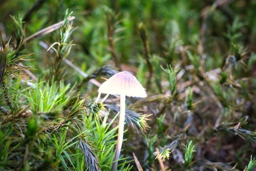 a filigree small mushroom on moss with light spot in forest. Forest floor. Macro shot from nature
