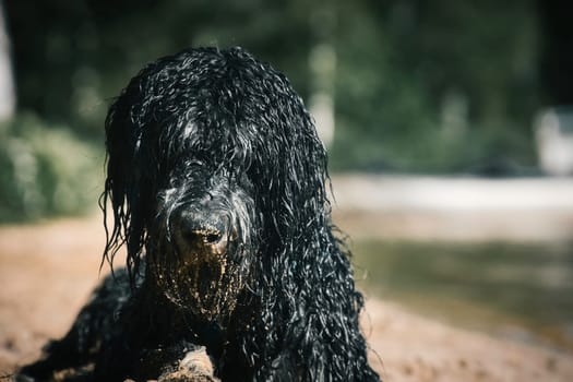 Portrait of a Goldendoodle dog. The dog is lying on the beach with wet curly long black light brown fur. Intimate family dog. Animal photo of a dog