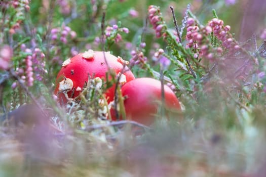 Toadstool in a heather field in the forest. Poisonous mushroom. Red cap with white spots. Close up from nature in forest