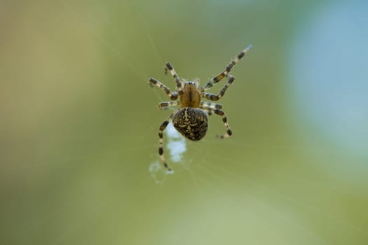 Cross spider shot crawling on a spider thread. Halloween fright. Blurred background. A useful hunter among insects. Arachnid. Animal photo from the wild.