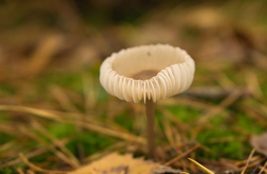 a filigree little mushroom on the forest floor in soft light. Macro shot from nature