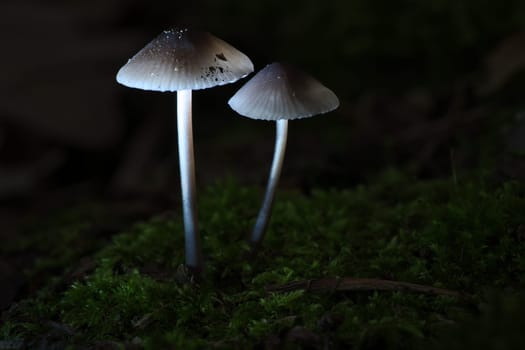 two filigree small mushrooms on moss with light spot in forest. Forest floor. Macro shot from nature
