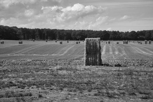 Straw bales photographed in black and white, on a harvested wheat field. Food supply. Agriculture to feed humanity. Landscape shot from nature.