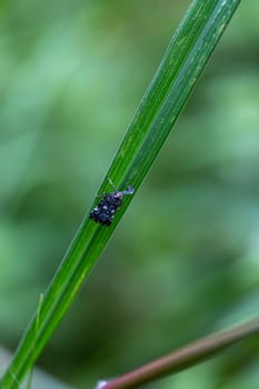 Close-up photo of a small insect In the backyard in Bangkok Thailand, perched on a leaf, selective focus. green blur background. Position it in the center of the image to crop it to compose the shot.