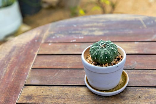 Small green Astrophytum cactus in a white pot on an old wooden table. natural light during the day Blurred background. There is space to the left of the image for the text. Selective focus.