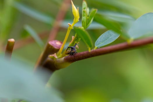 Close-up photo of a small insect In the backyard in Bangkok Thailand, perched on a leaf, selective focus. green blur background. Position it in the center of the image to crop it to compose the shot.