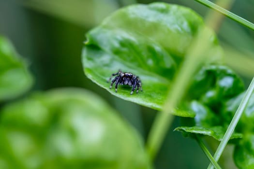 Close up Little Jumping Spider (Salticidae) from Thailand, it clings on a leaf on a blurry green background. Selective focus. Place it in the center of the image for cropping to compose the image.