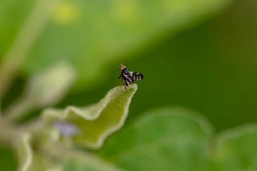 Close-up photo of a small insect In the backyard in Bangkok Thailand, perched on a leaf, selective focus. green blur background. Position it in the center of the image to crop it to compose the shot.