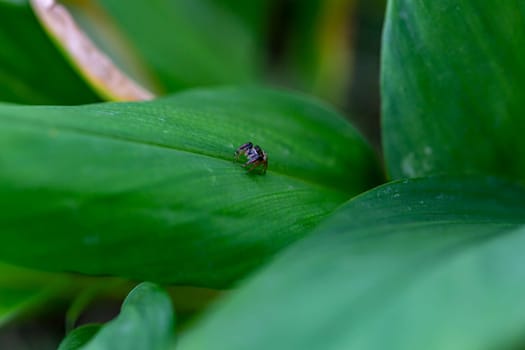 Close up Little Jumping Spider (Salticidae) from Thailand, it clings on a leaf on a blurry green background. Selective focus. Place it in the center of the image for cropping to compose the image.