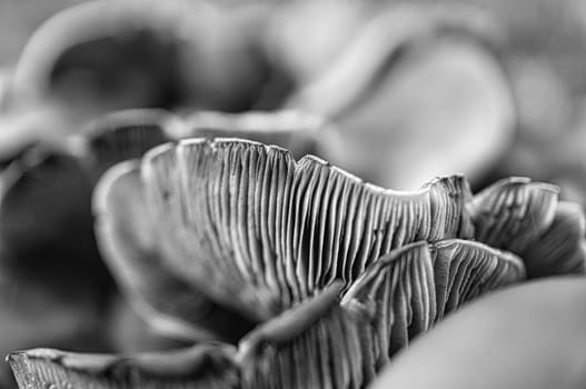 a filigree small mushroom in black and white taken in a tree root, with light spot in the forest. Forest floor with moss and pine needles. Macro shot from nature
