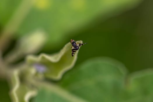 Close-up photo of a small insect In the backyard in Bangkok Thailand, perched on a leaf, selective focus. green blur background. Position it in the center of the image to crop it to compose the shot.