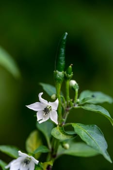 White chili flower with green pepper also attached to the pole and petiole in the garden. Green blur background. Selective focus.