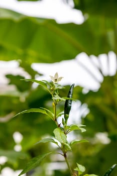 White chili flower with green pepper also attached to the pole and petiole in the garden. Green blur background. Selective focus.
