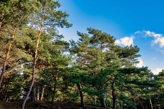 Polish wild forest - Slowinski National Park, Poland