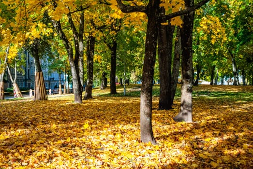Fallen autumn foliage of yellow color and tree trunks in the park.