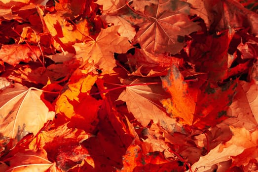 Red maple leaves close-up on a sunny autumn day. Autumn background or wallpaper.