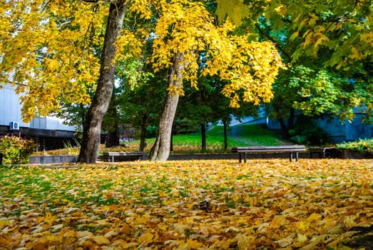 A land covered with autumn leaves and maples with yellow foliage on a sunny autumn day.