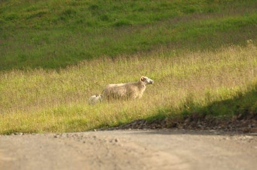 View of a sheep on pasture in the field in Iceland
