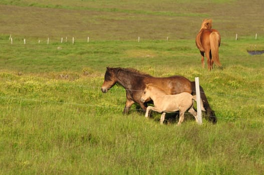 Beautiful view of a herd of horses in a big field in Iceland