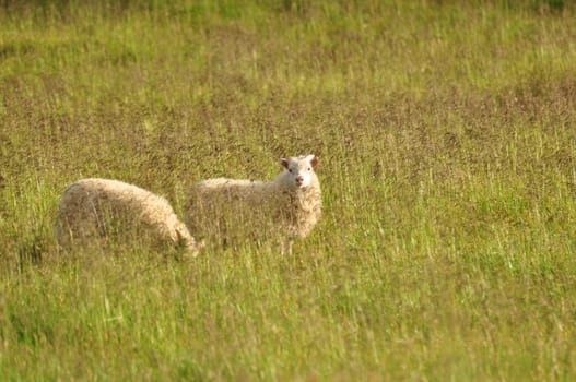 Cute Icelandic sheep grazing in tall yellow grass in the Iceland landscape