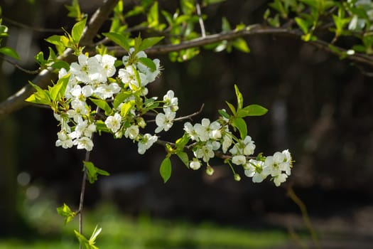 A branch of a white cherry blossom on a sunny spring day