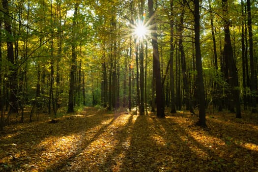 Sunlight and fallen leaves in the autumn forest, Nowiny, Poland