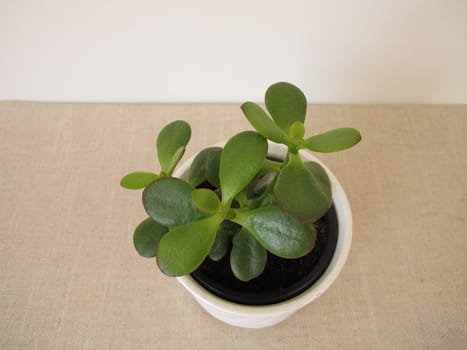 Little jade plant in a flower pot, Crassula ovata