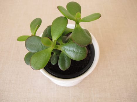 Little jade plant in a flower pot, Crassula ovata