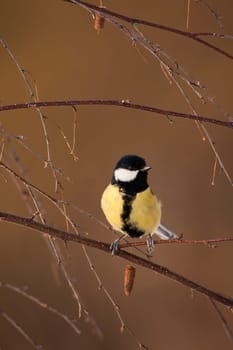 Vertical composition of a great tit, parus major, sitting in nature among branches. Small passerine bird with yellow chest in forest from front view.