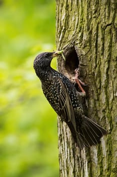 Common starling, sturnus vulgaris, nesting in tree in summer in vertical shot. Spotted songbird climbing on wood in forest. Dark feathered animal holding insect in beak.